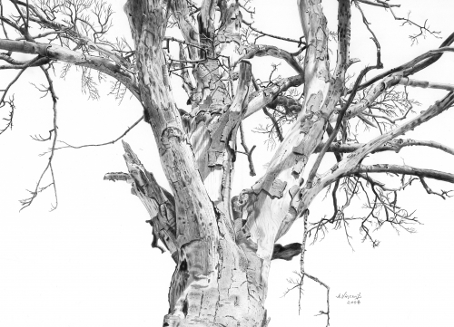 LITHOTEC  - 11 - arbre - 10 x 15.jpg